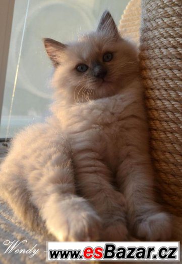 Ragdollí princeznička Wendy - blue mitted s PP – fotografie 5