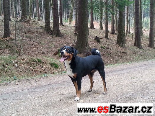 Štěňata Appenzellského salašnického psa PP – fotografie 3