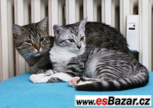 Zdarma kočičky Ozzy a Janys (BRNO) – fotografie 1