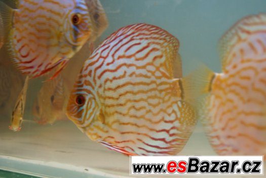 Discus - red tyrkys-mladí terčovci - levně – fotografie 1