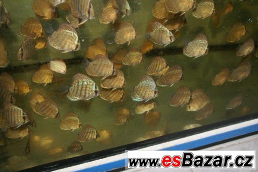 Discus - red tyrkys-mladí terčovci - levně – fotografie 2