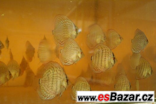 Discus - red tyrkys-mladí terčovci - levně – fotografie 3