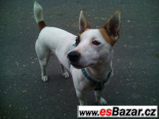 Jack Russel Terrier – fotografie 1