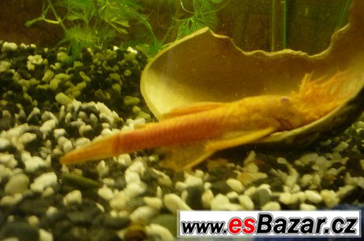 Ancitrus Gold – fotografie 1