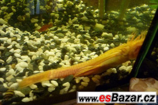 Ancitrus Gold – fotografie 2