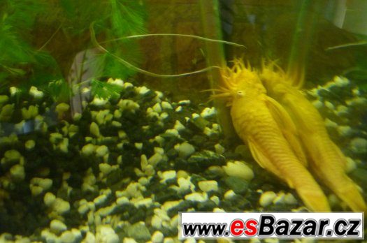 Ancitrus Gold – fotografie 3