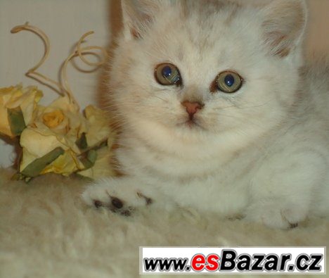 Britská koťátka bez PP, mramorovaná, /WHISKAS  /, – fotografie 2