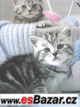 Britská koťátka bez PP, mramorovaná, /WHISKAS  /, – fotografie 3