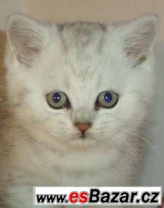 Britská koťátka bez PP, mramorovaná, /WHISKAS  /, – fotografie 4
