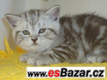 Britská koťátka bez PP, mramorovaná, /WHISKAS  /, – fotografie 5