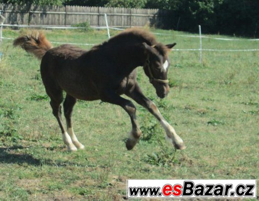 Welsh cob, velšský kob – fotografie 4