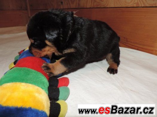 Rottweiler s PP (FCI) – fotografie 2
