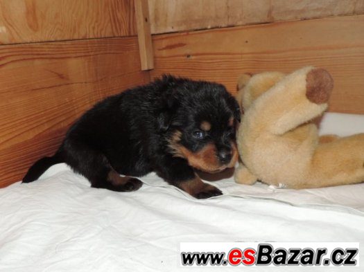 Rottweiler s PP (FCI) – fotografie 3