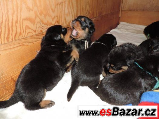 Rottweiler s PP (FCI) – fotografie 4