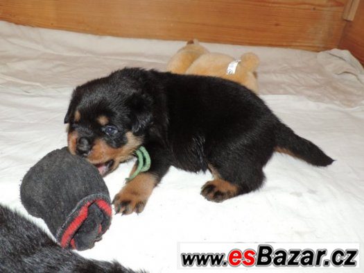 Rottweiler s PP (FCI) – fotografie 5