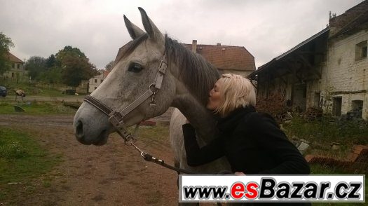 Nabízím společníka ke koni – fotografie 2