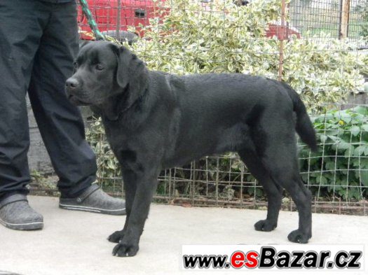 Labrador s pp – fotografie 2