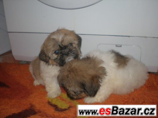 Shih-tzu – fotografie 3