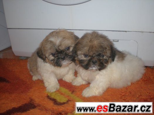 Shih-tzu – fotografie 4