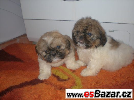 Shih-tzu – fotografie 5