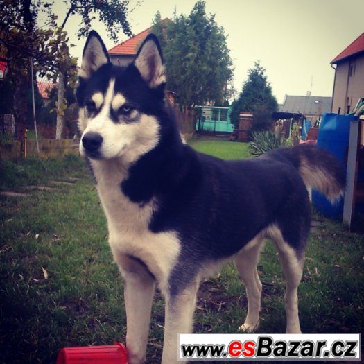 Sibiřský husky – fotografie 1