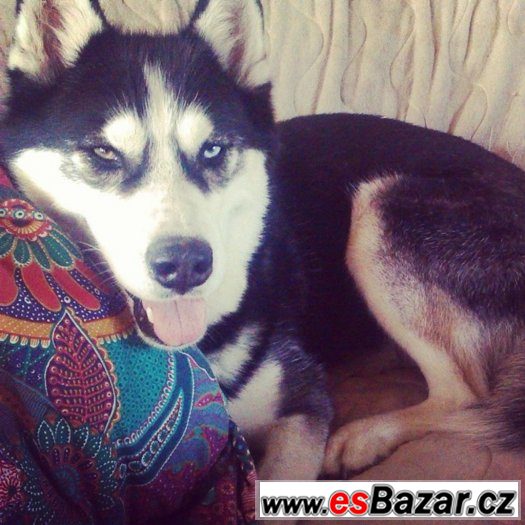 Sibiřský husky – fotografie 3
