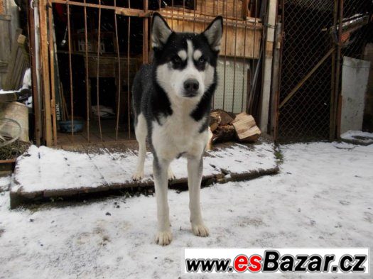 Sibiřský husky – fotografie 4