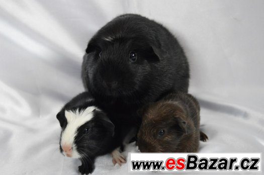 Morčata - hladké a crested – fotografie 3
