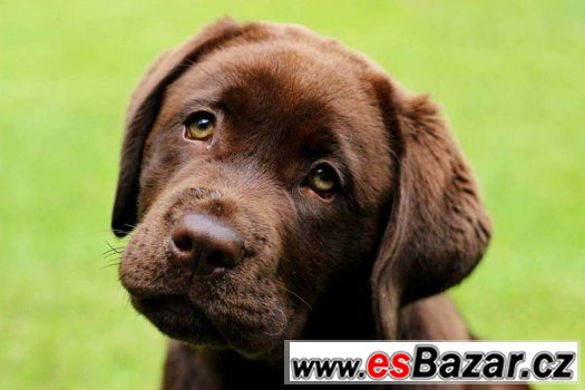 Labrador čokoládová štěňátka s PP – fotografie 1