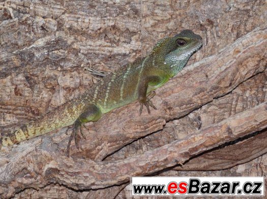 terarium s Agamou – fotografie 2
