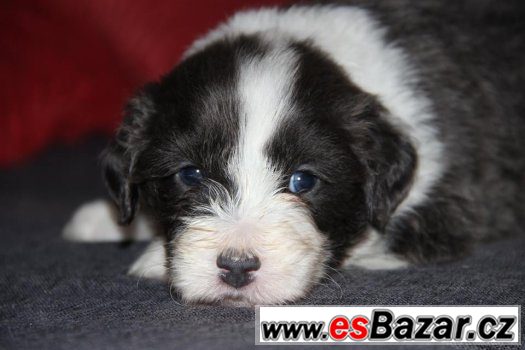Bearded collie / kolie s PP – fotografie 1