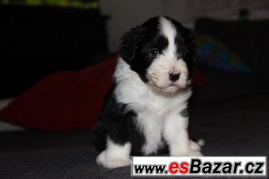 Bearded collie / kolie s PP – fotografie 3
