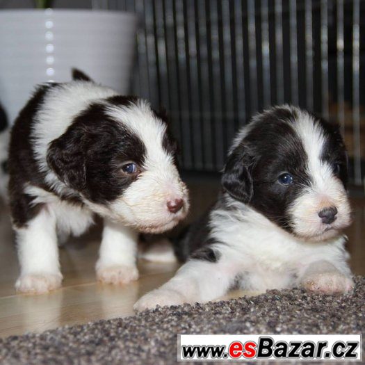 Bearded collie / kolie s PP – fotografie 4