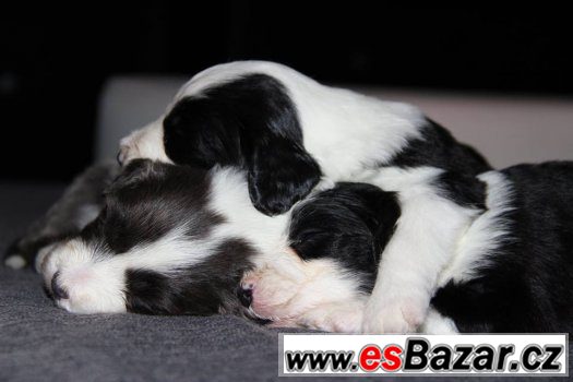 Bearded collie / kolie s PP – fotografie 5