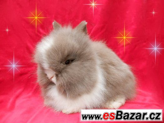 Zakrslý králík, králíček teddy – fotografie 2