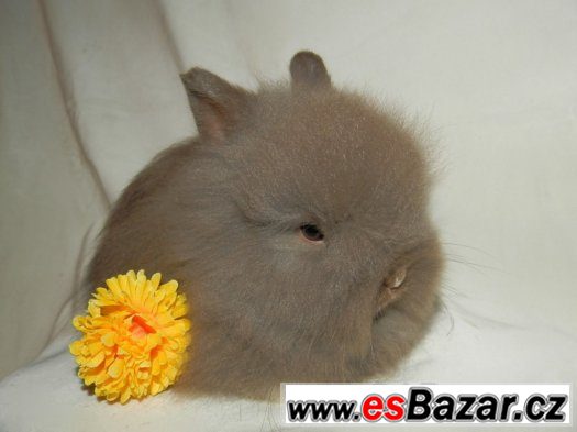 Zakrslý králík, králíček teddy – fotografie 4