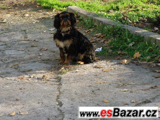 King chareles španěl – fotografie 2