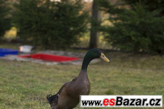 Běžec Indický – fotografie 1