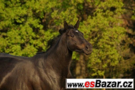 Kobylka APH – fotografie 2