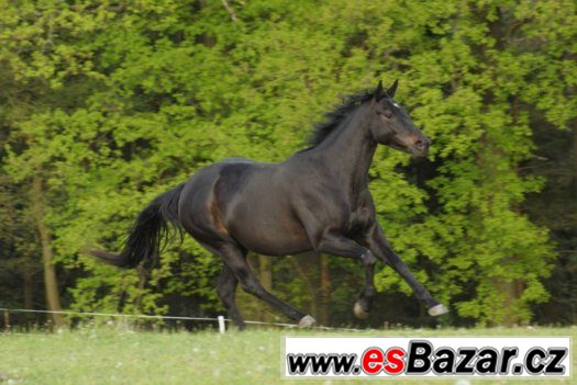 Kobylka APH – fotografie 4