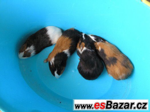 Tříbarevná morčátka – fotografie 1