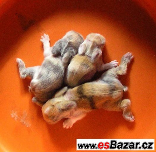 Teddy králíčci kvalitní chov – fotografie 5