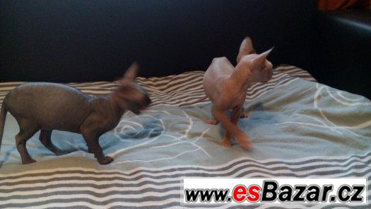 Sphynx kluk bez PP – fotografie 2