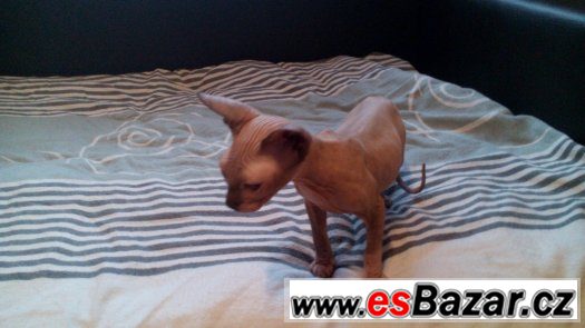 Sphynx kluk bez PP – fotografie 4