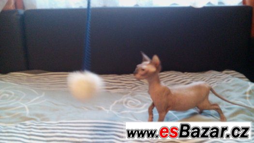 Sphynx kluk bez PP – fotografie 5