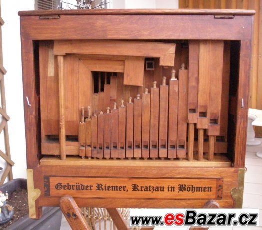 Flašinet píšťalový – fotografie 5