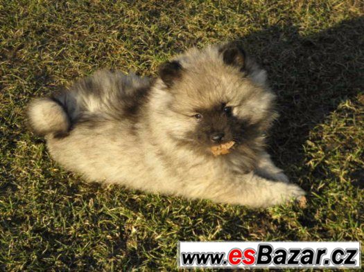 Německý špic vlčí / Keeshond – fotografie 3