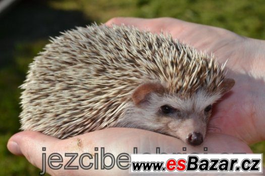 KRÁSNÁ MLÁĎATA JEŽKŮ BĚLOBŘICHÝCH + VÝBAVA Akce – fotografie 1
