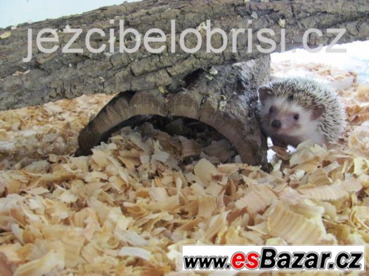 KRÁSNÁ MLÁĎATA JEŽKŮ BĚLOBŘICHÝCH + VÝBAVA Akce – fotografie 2