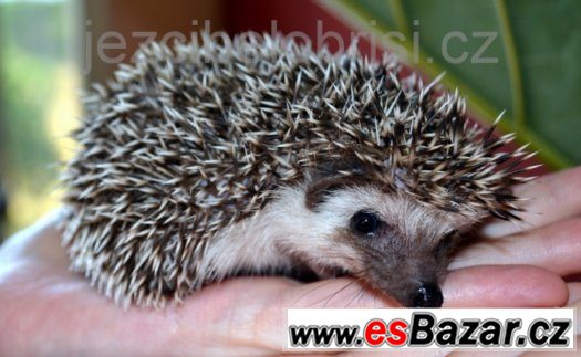 KRÁSNÁ MLÁĎATA JEŽKŮ BĚLOBŘICHÝCH + VÝBAVA Akce – fotografie 3